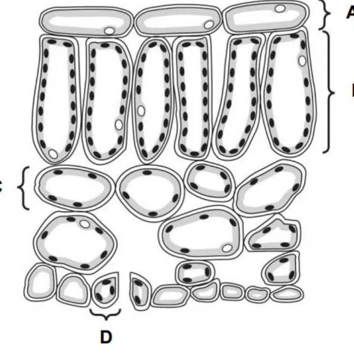 Diagram for question A22
